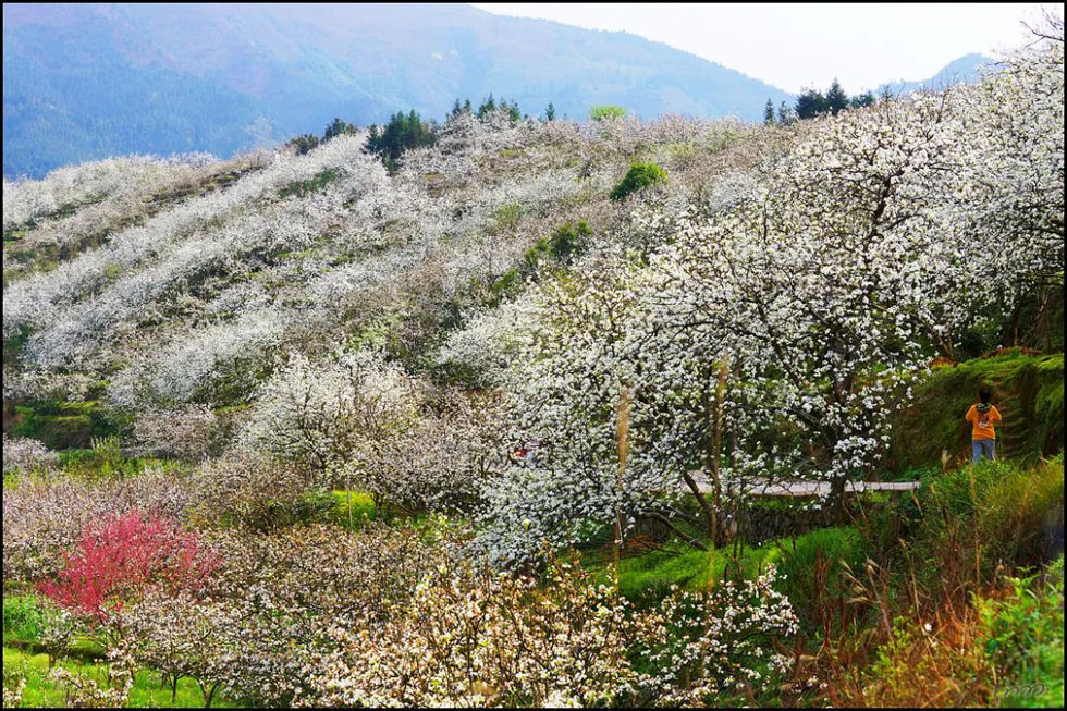 【春天，广西桂林灌阳县向您发出邀请！】我们在灌阳看梨花 - 游山玩水 - 扬州生活社区 - 扬州28生活网 yz.28life.net