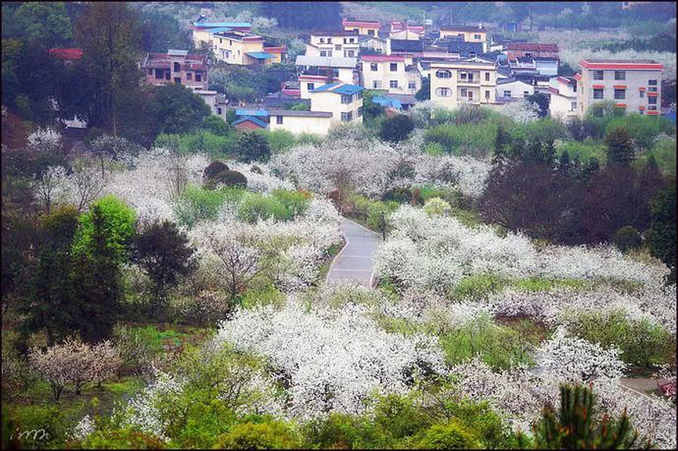 【春天，广西桂林灌阳县向您发出邀请！】我们在灌阳看梨花 - 游山玩水 - 扬州生活社区 - 扬州28生活网 yz.28life.net