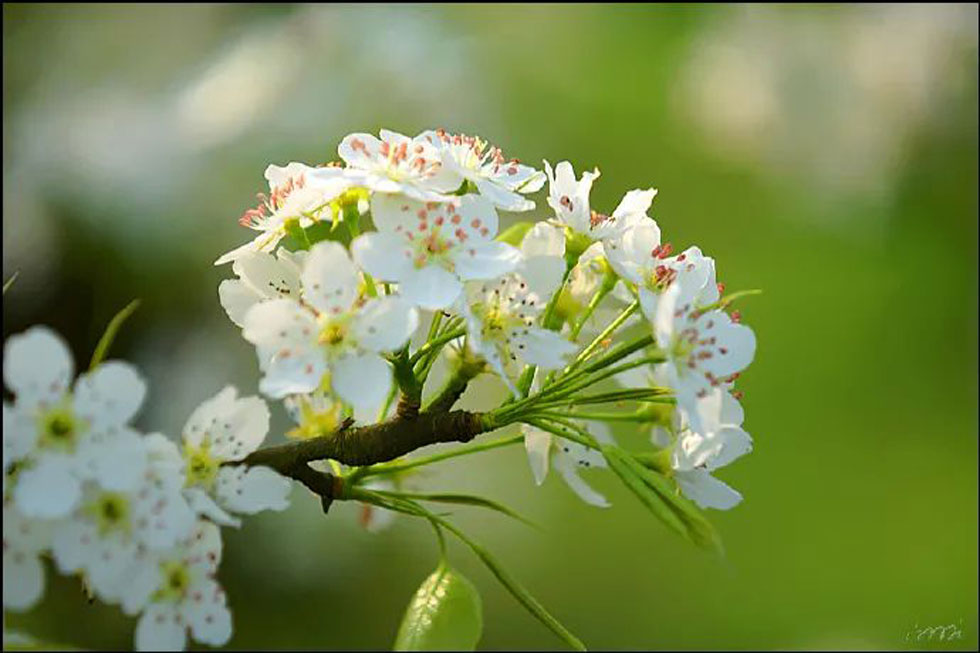 【春天，广西桂林灌阳县向您发出邀请！】我们在灌阳看梨花 - 游山玩水 - 扬州生活社区 - 扬州28生活网 yz.28life.net