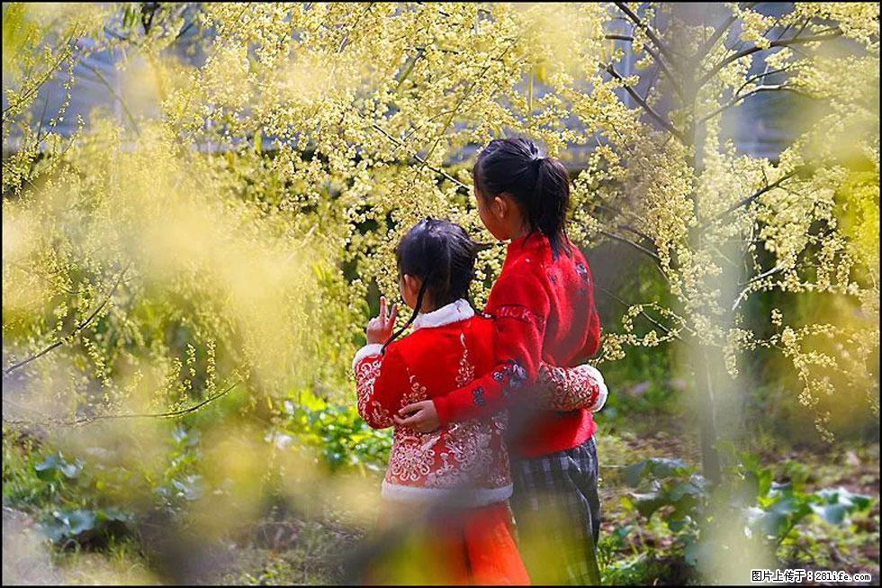 【春天，广西桂林灌阳县向您发出邀请！】米珠山前有片山苍子花在飘香 - 游山玩水 - 扬州生活社区 - 扬州28生活网 yz.28life.net