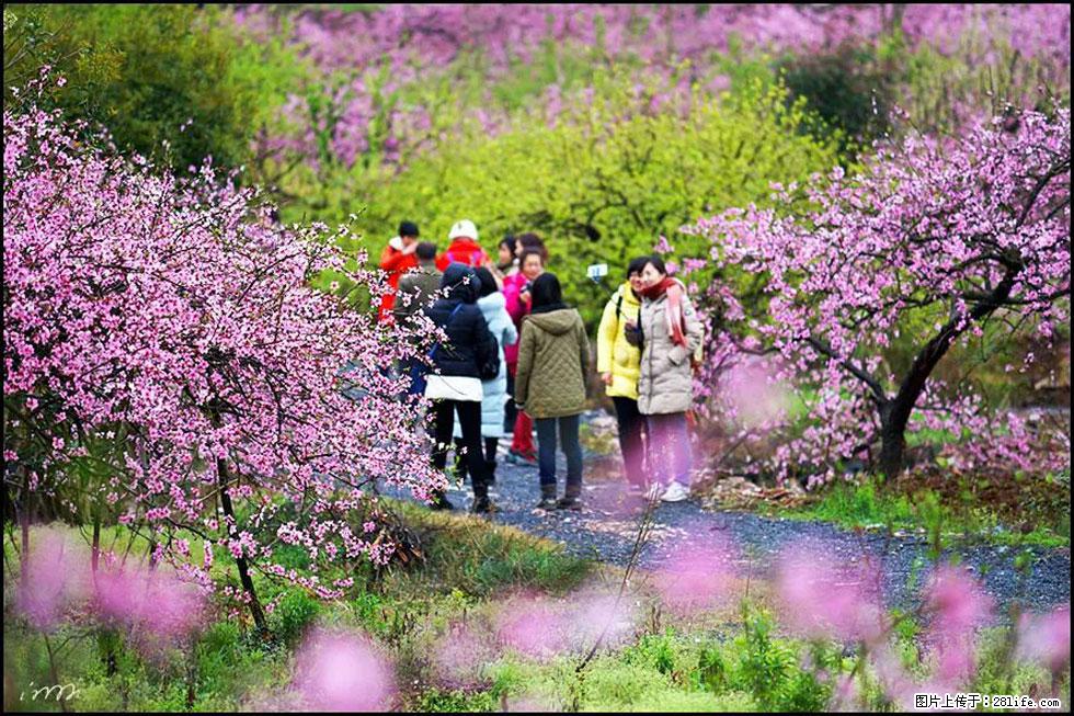 【春天，广西桂林灌阳县向您发出邀请！】官庄村有个醉美的桃花园 - 游山玩水 - 扬州生活社区 - 扬州28生活网 yz.28life.net