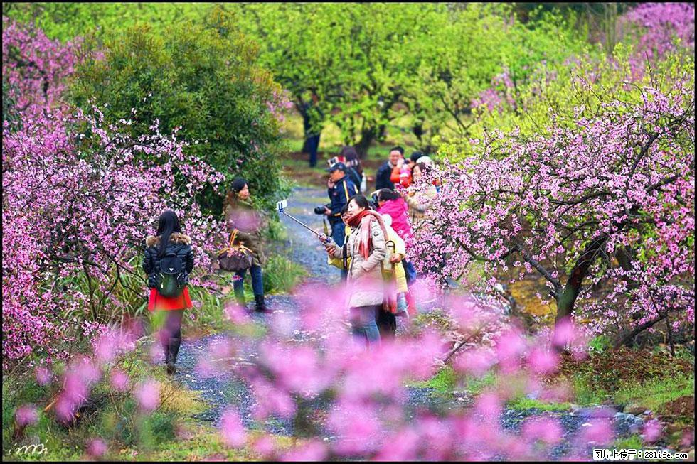 【春天，广西桂林灌阳县向您发出邀请！】官庄村有个醉美的桃花园 - 游山玩水 - 扬州生活社区 - 扬州28生活网 yz.28life.net