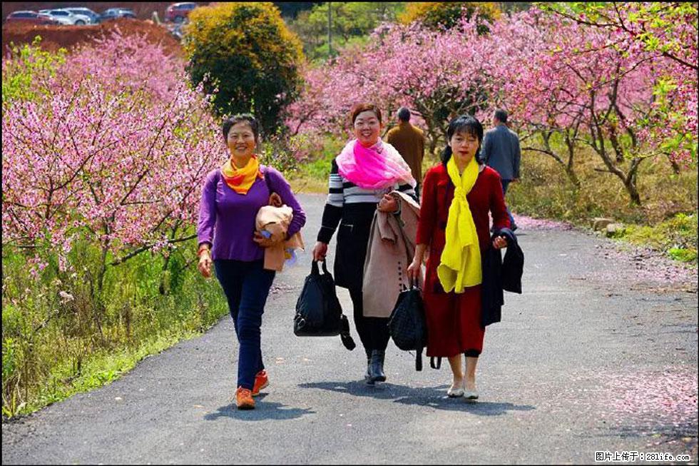 【春天，广西桂林灌阳县向您发出邀请！】官庄村有个醉美的桃花园 - 游山玩水 - 扬州生活社区 - 扬州28生活网 yz.28life.net