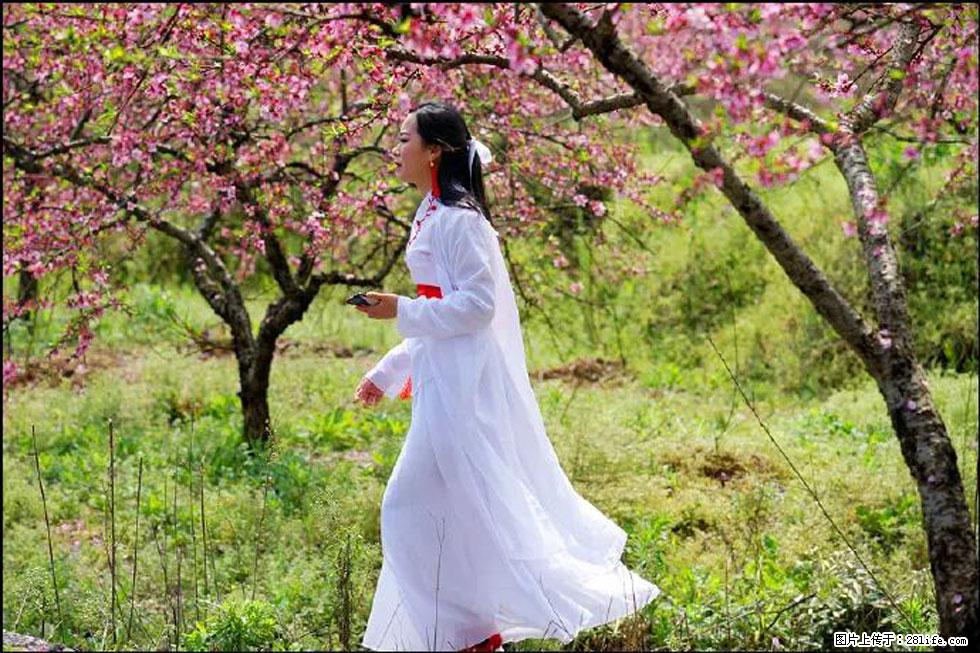 【春天，广西桂林灌阳县向您发出邀请！】官庄村有个醉美的桃花园 - 游山玩水 - 扬州生活社区 - 扬州28生活网 yz.28life.net