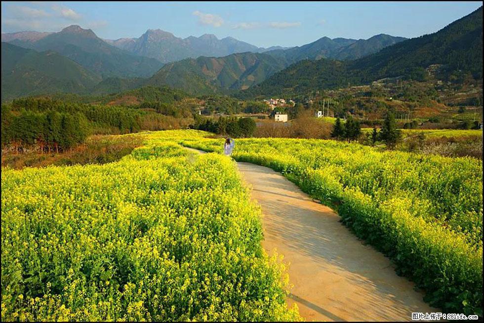 【春天，广西桂林灌阳县向您发出邀请！】长坪村油菜盛情花开 - 游山玩水 - 扬州生活社区 - 扬州28生活网 yz.28life.net
