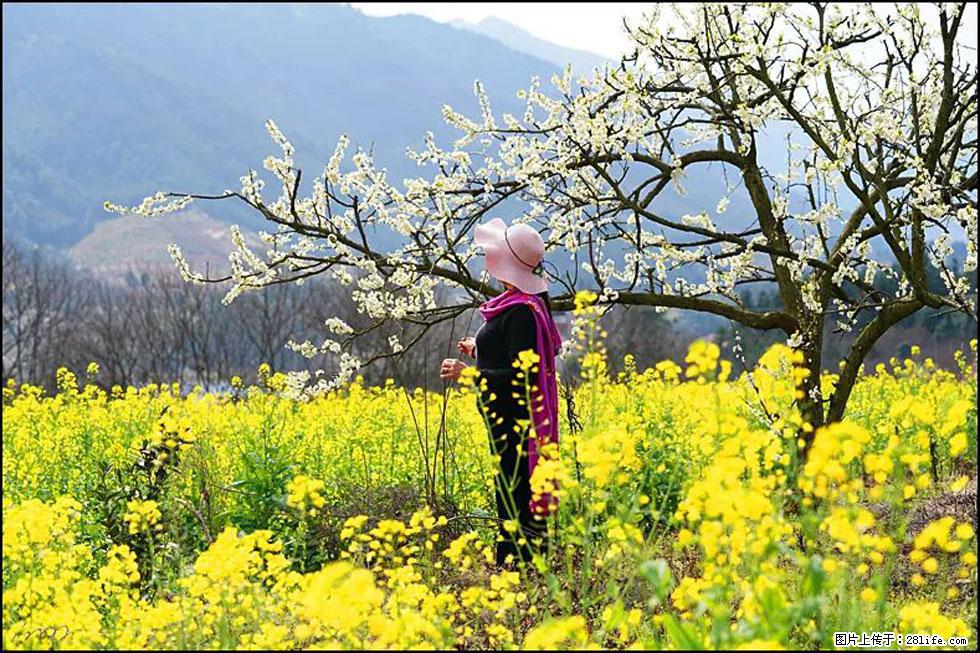 【春天，广西桂林灌阳县向您发出邀请！】长坪村油菜盛情花开 - 游山玩水 - 扬州生活社区 - 扬州28生活网 yz.28life.net