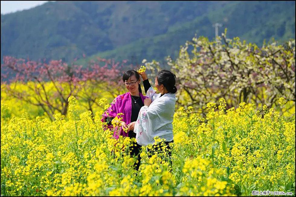 【春天，广西桂林灌阳县向您发出邀请！】长坪村油菜盛情花开 - 游山玩水 - 扬州生活社区 - 扬州28生活网 yz.28life.net