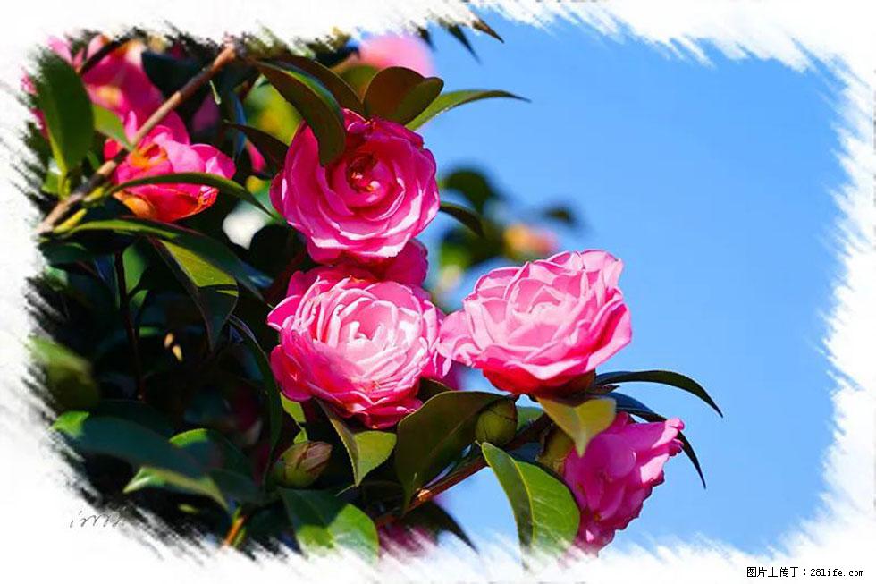【春天，广西桂林灌阳县向您发出邀请！】杨柳井茶花惹人爱 - 游山玩水 - 扬州生活社区 - 扬州28生活网 yz.28life.net