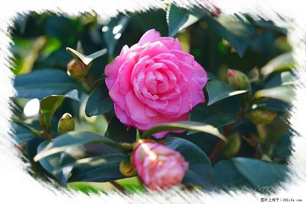 【春天，广西桂林灌阳县向您发出邀请！】杨柳井茶花惹人爱 - 游山玩水 - 扬州生活社区 - 扬州28生活网 yz.28life.net
