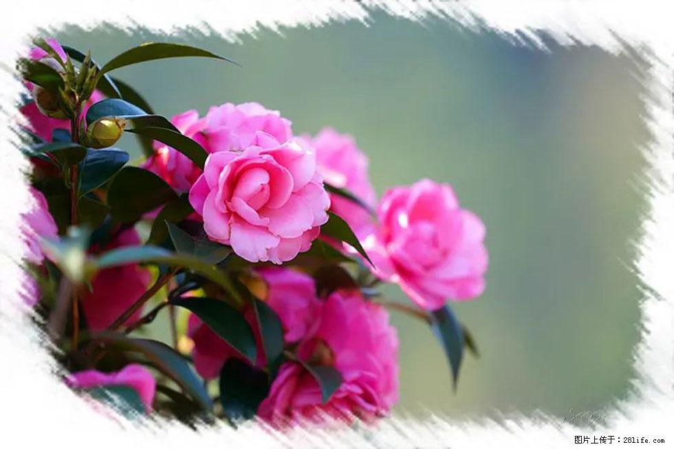 【春天，广西桂林灌阳县向您发出邀请！】杨柳井茶花惹人爱 - 游山玩水 - 扬州生活社区 - 扬州28生活网 yz.28life.net