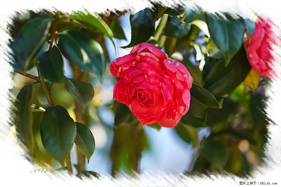 【春天，广西桂林灌阳县向您发出邀请！】杨柳井茶花惹人爱 - 游山玩水 - 扬州生活社区 - 扬州28生活网 yz.28life.net