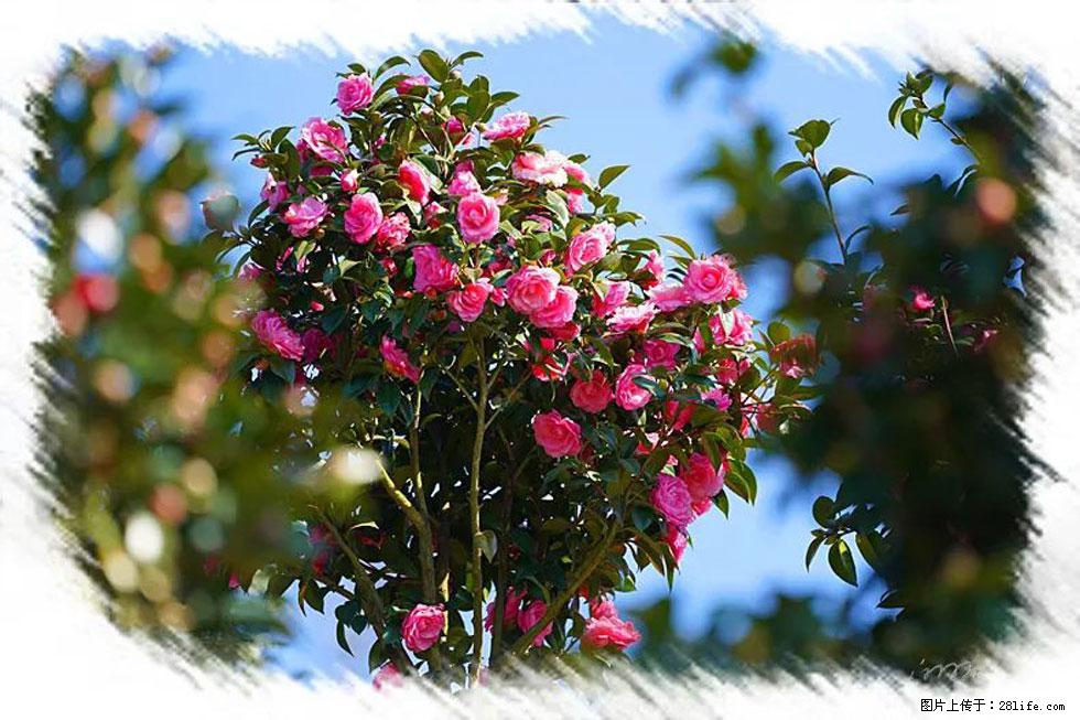 【春天，广西桂林灌阳县向您发出邀请！】杨柳井茶花惹人爱 - 游山玩水 - 扬州生活社区 - 扬州28生活网 yz.28life.net