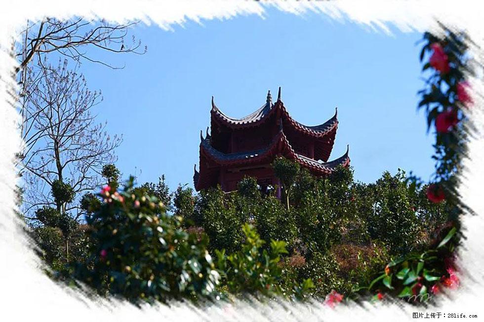 【春天，广西桂林灌阳县向您发出邀请！】杨柳井茶花惹人爱 - 游山玩水 - 扬州生活社区 - 扬州28生活网 yz.28life.net