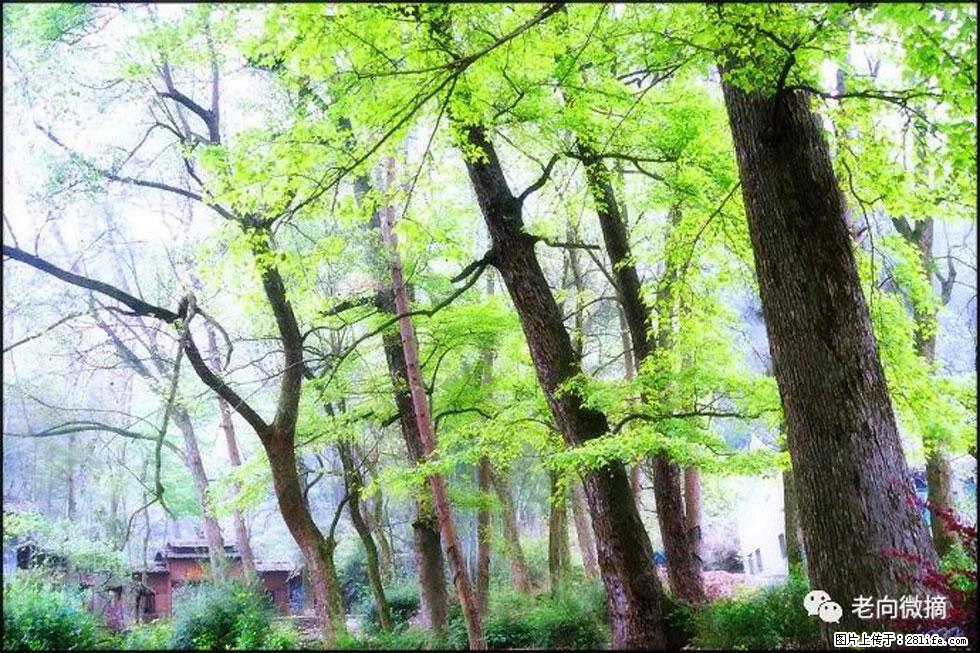 【春天，广西桂林灌阳县向您发出邀请！】在小龙村与春天约会 - 游山玩水 - 扬州生活社区 - 扬州28生活网 yz.28life.net