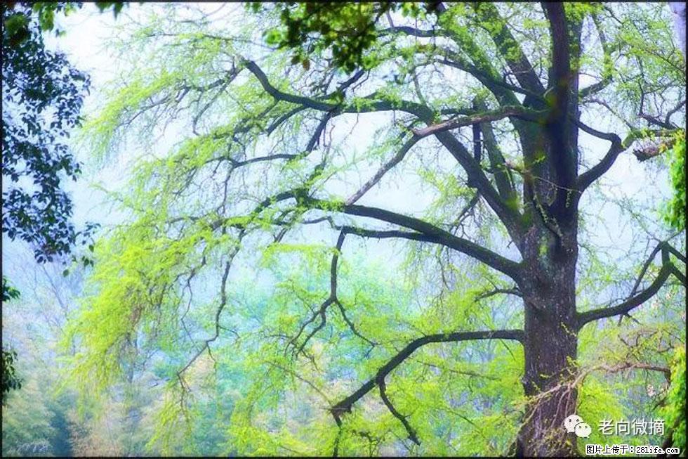 【春天，广西桂林灌阳县向您发出邀请！】在小龙村与春天约会 - 游山玩水 - 扬州生活社区 - 扬州28生活网 yz.28life.net