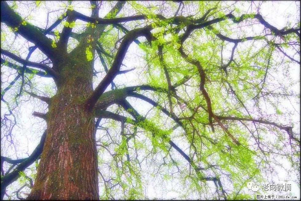 【春天，广西桂林灌阳县向您发出邀请！】在小龙村与春天约会 - 游山玩水 - 扬州生活社区 - 扬州28生活网 yz.28life.net