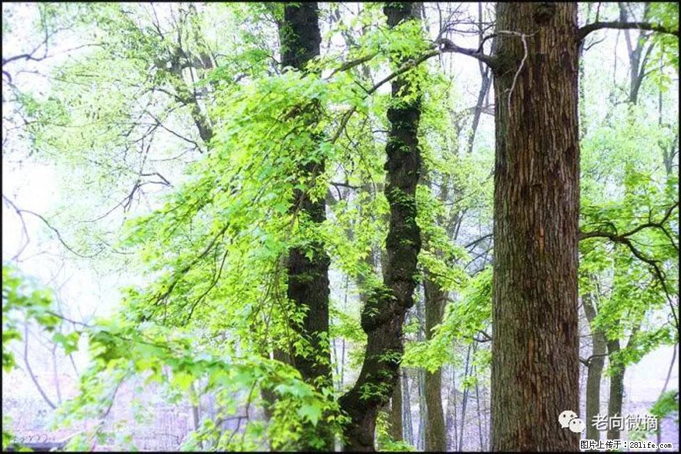 【春天，广西桂林灌阳县向您发出邀请！】在小龙村与春天约会 - 游山玩水 - 扬州生活社区 - 扬州28生活网 yz.28life.net