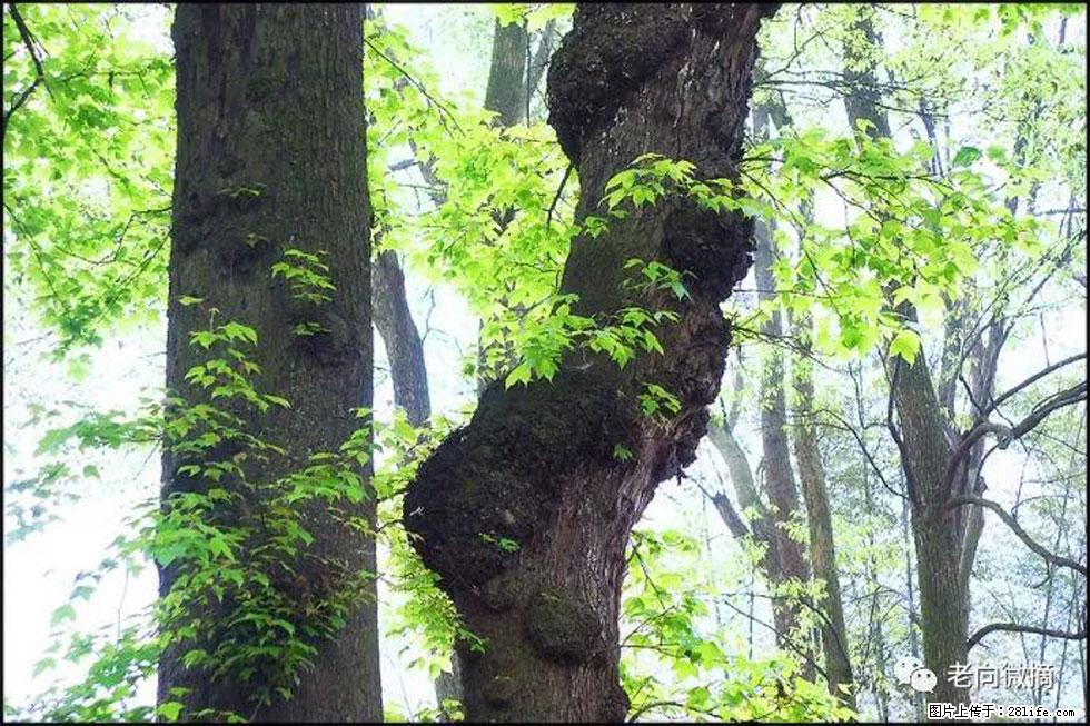 【春天，广西桂林灌阳县向您发出邀请！】在小龙村与春天约会 - 游山玩水 - 扬州生活社区 - 扬州28生活网 yz.28life.net