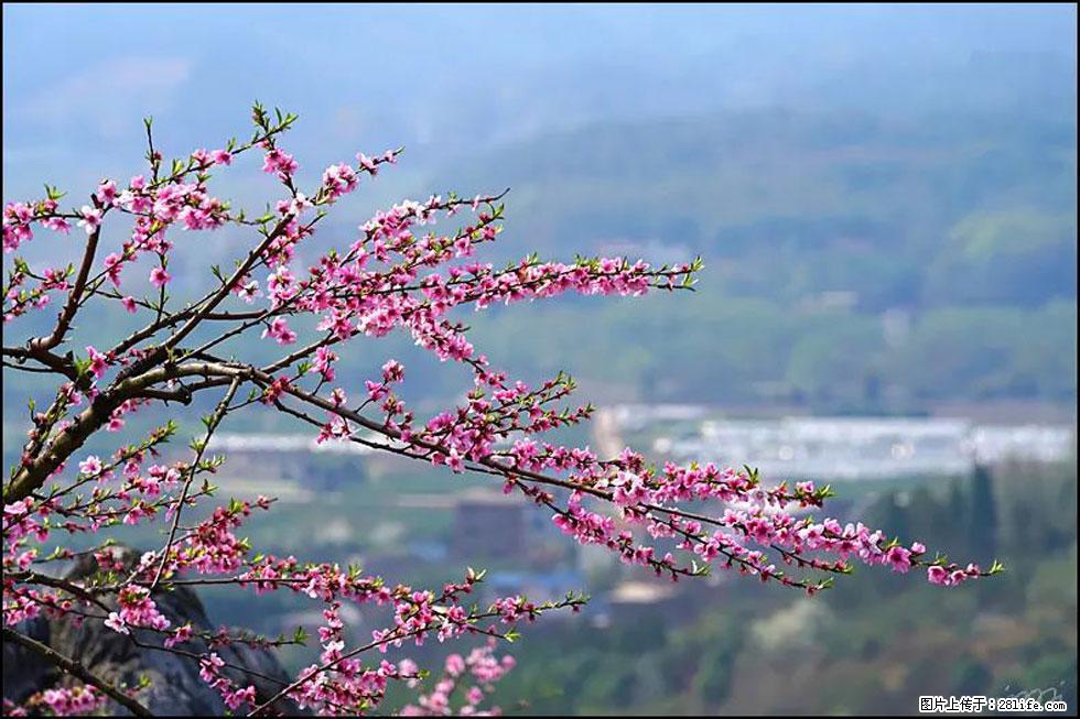 【春天，广西桂林灌阳县向您发出邀请！】望月岭上桃花开 - 游山玩水 - 扬州生活社区 - 扬州28生活网 yz.28life.net