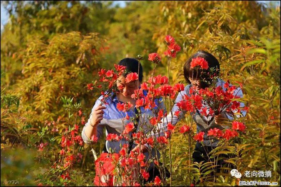 【春天，广西桂林灌阳县向您发出邀请！】登麒麟山，相约映山红 - 游山玩水 - 扬州生活社区 - 扬州28生活网 yz.28life.net