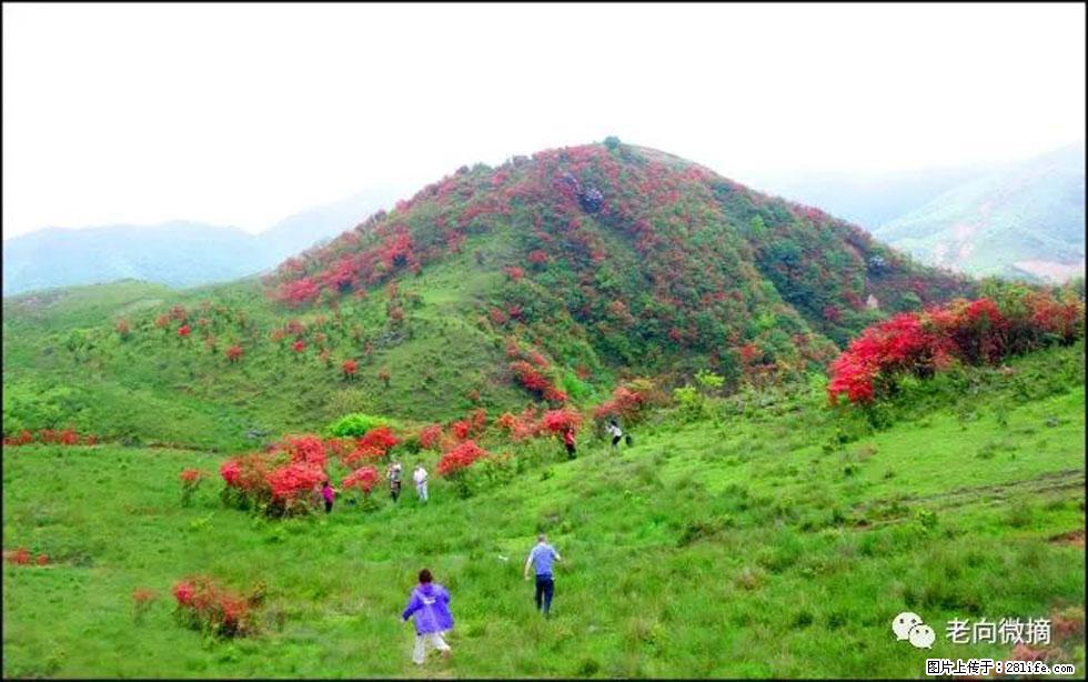 【春天，广西桂林灌阳县向您发出邀请！】宝盖山上映山红 - 游山玩水 - 扬州生活社区 - 扬州28生活网 yz.28life.net