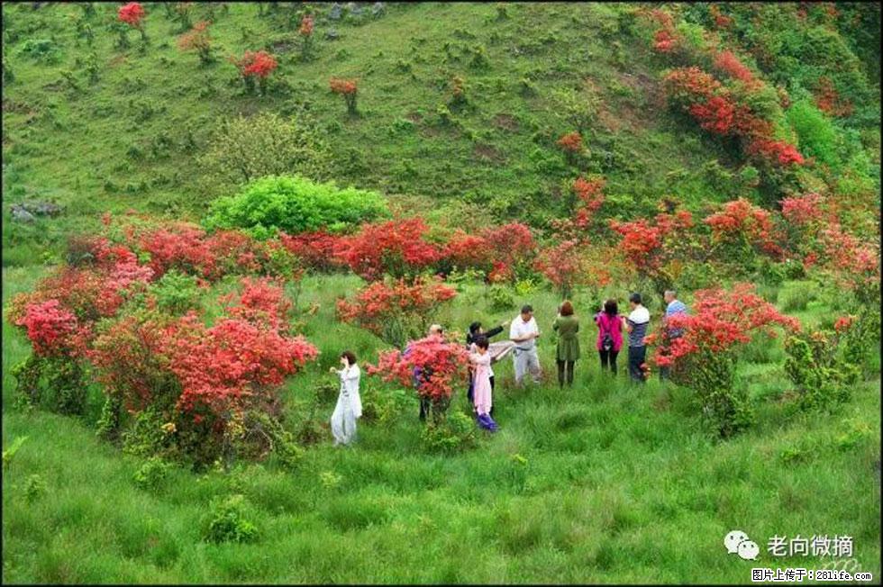 【春天，广西桂林灌阳县向您发出邀请！】宝盖山上映山红 - 游山玩水 - 扬州生活社区 - 扬州28生活网 yz.28life.net