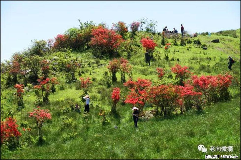 【春天，广西桂林灌阳县向您发出邀请！】宝盖山上映山红 - 游山玩水 - 扬州生活社区 - 扬州28生活网 yz.28life.net