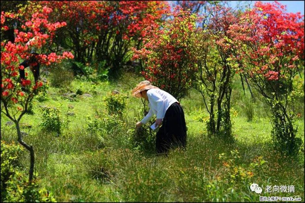 【春天，广西桂林灌阳县向您发出邀请！】宝盖山上映山红 - 游山玩水 - 扬州生活社区 - 扬州28生活网 yz.28life.net