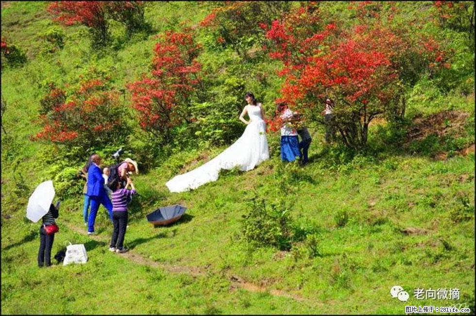 【春天，广西桂林灌阳县向您发出邀请！】宝盖山上映山红 - 游山玩水 - 扬州生活社区 - 扬州28生活网 yz.28life.net