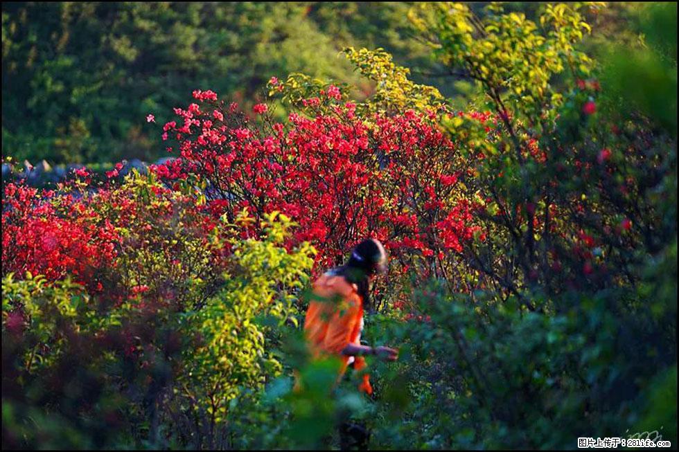 【春天，广西桂林灌阳县向您发出邀请！】春木界上映山红 - 游山玩水 - 扬州生活社区 - 扬州28生活网 yz.28life.net