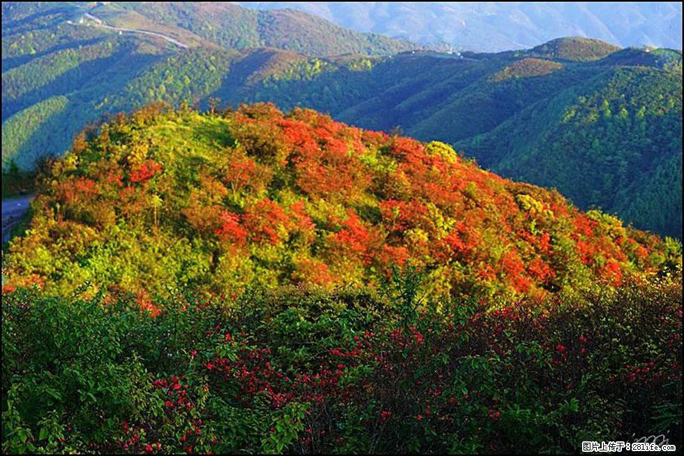 【春天，广西桂林灌阳县向您发出邀请！】春木界上映山红 - 游山玩水 - 扬州生活社区 - 扬州28生活网 yz.28life.net