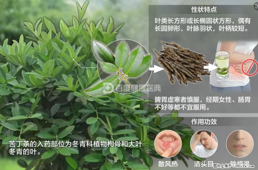苦丁茶有哪些功效和作用 - 生活百科 - 扬州生活社区 - 扬州28生活网 yz.28life.net