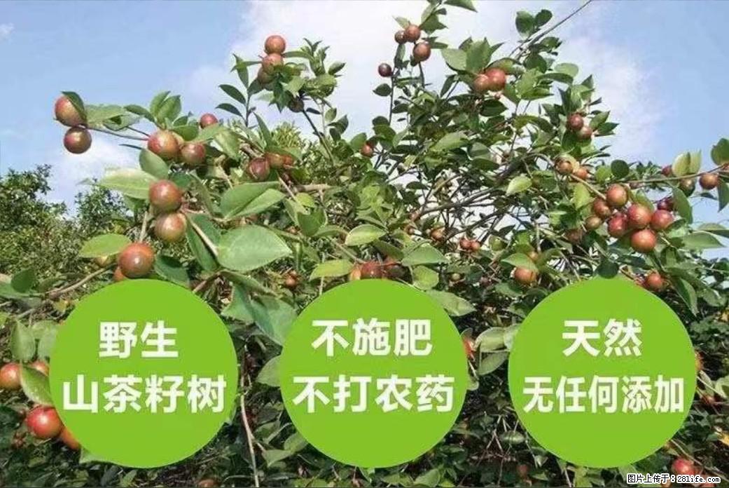 【灌阳县油茶产业示范区】一个有着充实的精神生活的人，对待身外之物自会有一种淡泊的态度 - 美食天地 - 扬州生活社区 - 扬州28生活网 yz.28life.net