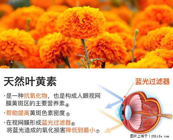 叶黄素有什么功效和作用 - 生活百科 - 扬州生活社区 - 扬州28生活网 yz.28life.net
