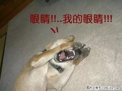 笑癫了！一女的怀孕三年未生，他终于忍不住了... - 娱乐八卦 - 扬州生活社区 - 扬州28生活网 yz.28life.net