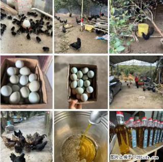 油茶园从小鸡仔开始养起的纯土鸡、土鸡蛋可以预定啦！还有前几天刚榨的纯山茶油哦 - 扬州28生活网 yz.28life.net