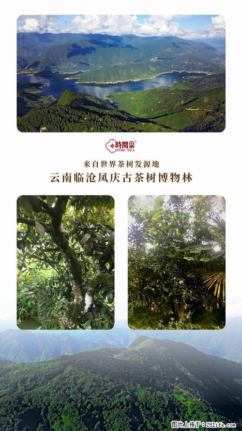 时间果百年古树2025年春红茶 - 购物交流 - 扬州生活社区 - 扬州28生活网 yz.28life.net