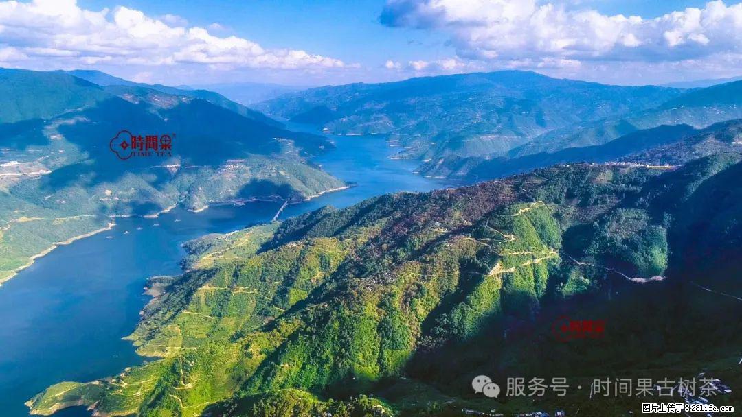 时间果百年古树龙珠普洱生茶 - 购物交流 - 扬州生活社区 - 扬州28生活网 yz.28life.net