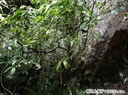 平乐石崖茶，珍贵仅次于金花茶 - 扬州生活资讯 - 扬州28生活网 yz.28life.net