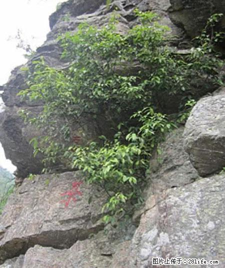 平乐石崖茶，珍贵仅次于金花茶 - 扬州生活资讯 - 扬州28生活网 yz.28life.net