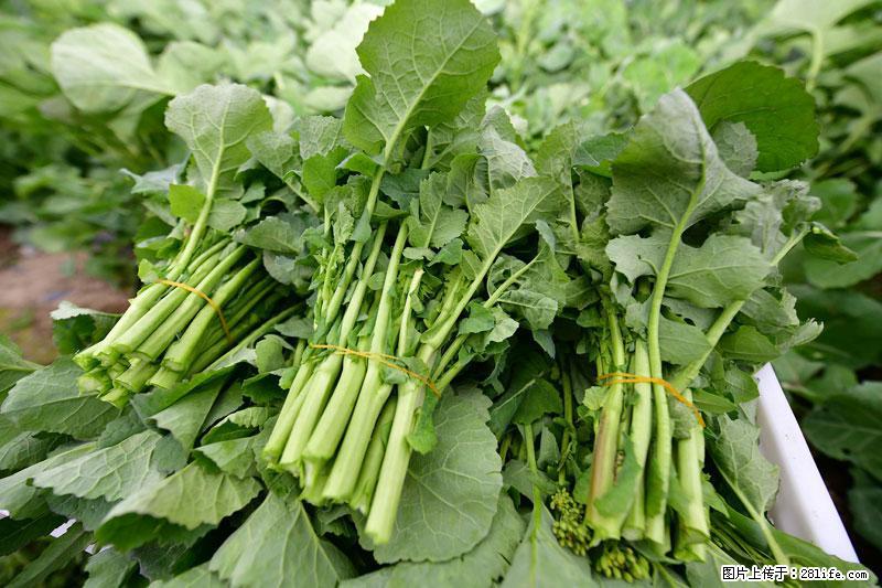 这些蔬菜是“天然钙片”，这6种被医生重点推荐 - 扬州生活资讯 - 扬州28生活网 yz.28life.net